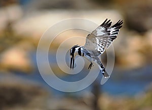 Pied Kingfisher in flight getting ready to make a dive into the lake below