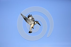 Pied Kingfisher flying over sky