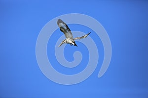 Pied Kingfisher flying over sky