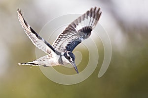 Pied kingfisher hover in flight to catch fish