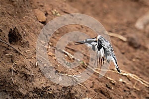 Pied kingfisher hovers near nest in bank photo