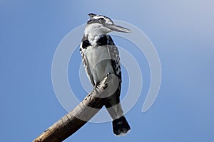 Pied kingfisher, Lake Naivasha, Kenya