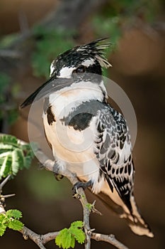 Pied kingfisher on leafy branch eyeing camera