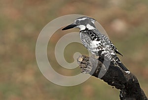 Pied Kingfisher on limb at Chobe River