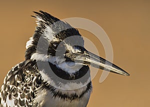 Pied Kingfisher in morning light