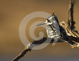 Pied Kingfisher in nice morning light