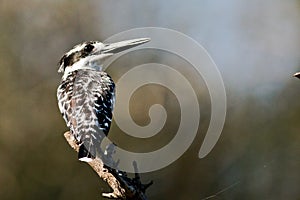 Pied Kingfisher on perch looking out for food