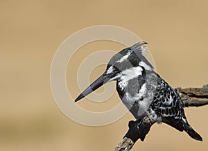Pied Kingfisher perched against a super background
