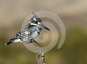 Pied Kingfisher perched against a super background