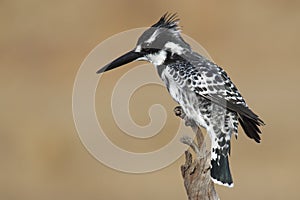 Pied Kingfisher