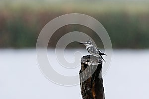 A Pied Kingfisher perched on a tree stump in the rain