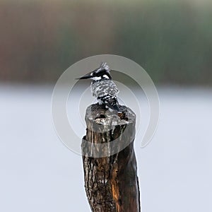 A Pied Kingfisher perched on a tree stump in the rain