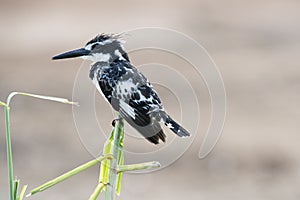 Pied kingfisher - pied crested kingfisher