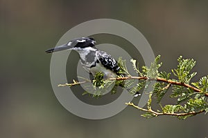Pied kingfisher on pirtch