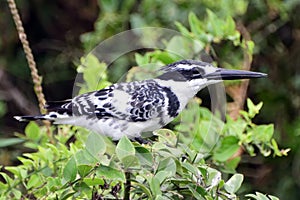 Pied kingfisher, Queen Elizabeth National Park, Uganda