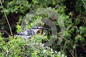 Pied kingfisher, Queen Elizabeth National Park, Uganda