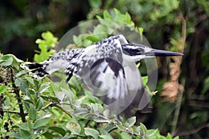 Pied kingfisher, Queen Elizabeth National Park, Uganda