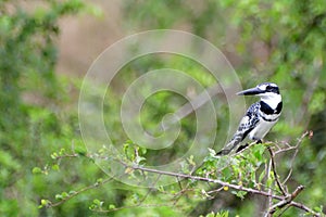 Pied kingfisher, Queen Elizabeth National Park, Uganda