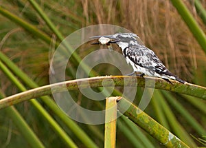 A Pied Kingfisher with itÃÂ´s prey