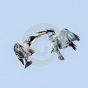 Pied kingfisher Sharing fish among each other