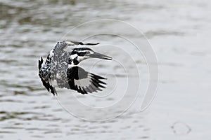 A pied Kingfisher sitting on a branch above the chobe river