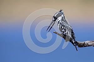 Pied Kingfisher sitting on a branch to hunt for fish