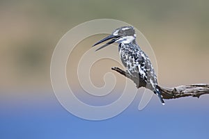 Pied Kingfisher sitting on a branch to hunt for fish