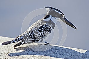 A pied kingfisher sitting on a ledge in the Kruger National Park.