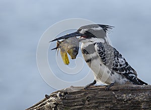 Pied Kingfisher with sizable catch in beak