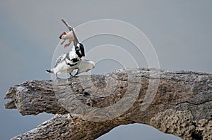 Pied kingfisher smashes frog on tree branch