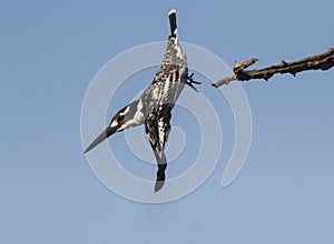 Pied Kingfisher in a super take off pose