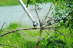 Pied kingfisher water bird Ceryle rudis with white black plumage crest and large beak spotted on tree branch in coastal area