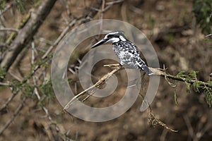 Pied Kingfisher who sits on a broken branch that hangs over the