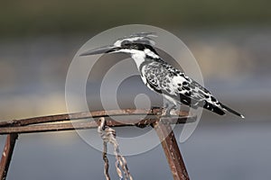 pied kingfisher who sits on metal supports on Lake