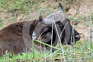 Pied kingfisherand a buffalo, Queen Elizabeth National Park, Uganda