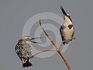 Pied Kingfishers