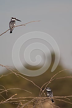 Pied kingfishers Ceryle rudis on a shrub.