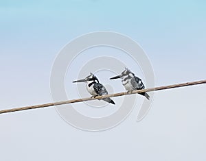 Pied Kingfishers in The Gambia