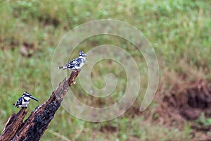 Pied kingfishers pair