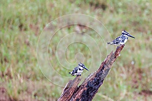 Pied kingfishers perching