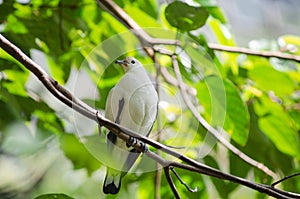 Pied lmperial pigeon ducula bicolor and dove