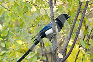 Pied magpie