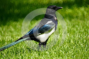 Pied magpie