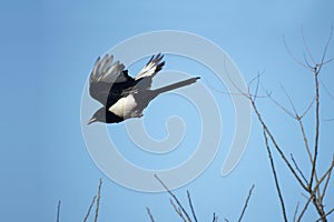 Pied magpie