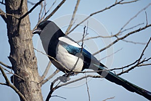 Pied magpie