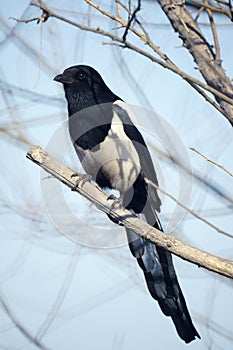 Pied magpie