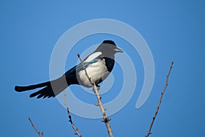 Pied magpie