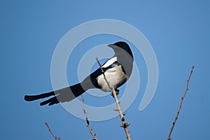 Pied magpie