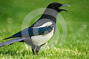 Pied magpie