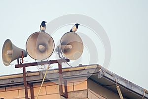 Pied magpie and tweeter